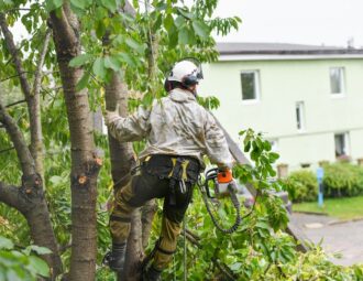 Arborist som sågar av grenar på träd