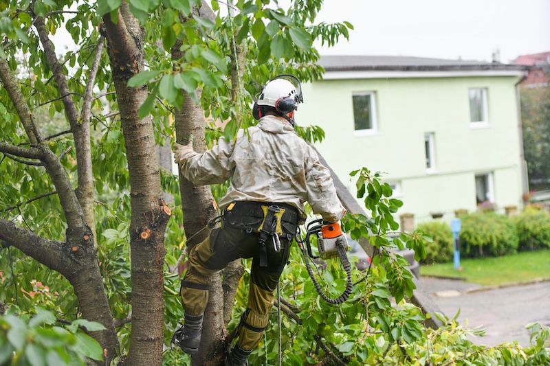 Arborist som sågar av grenar på träd